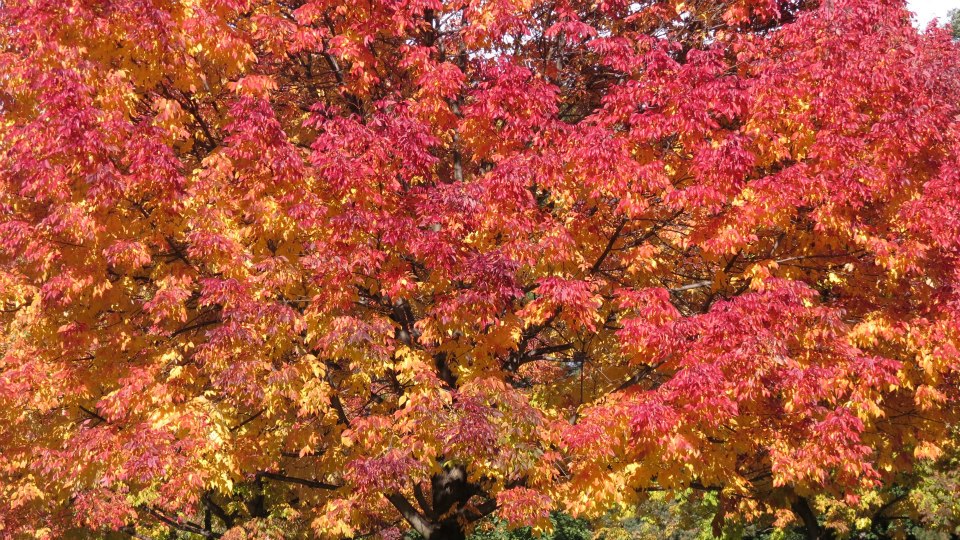Section 15 – Fall Foliage 