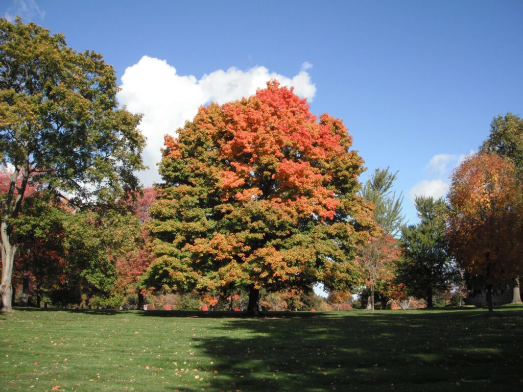 Section 3 – Fall Foliage 